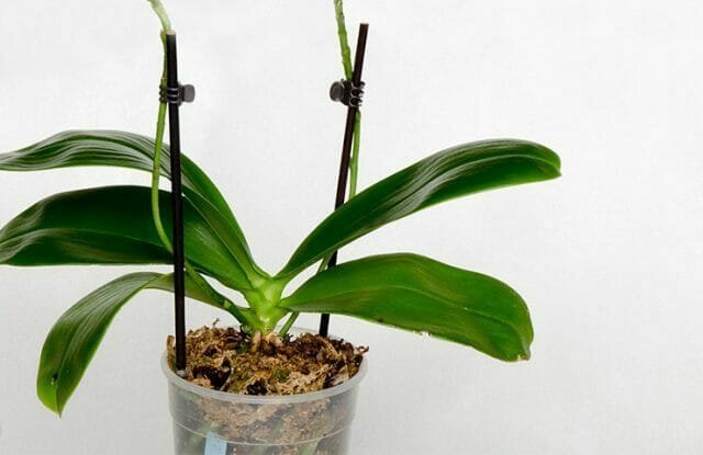 Orhideje planil v naše življenje in hitro pridobil popularnost