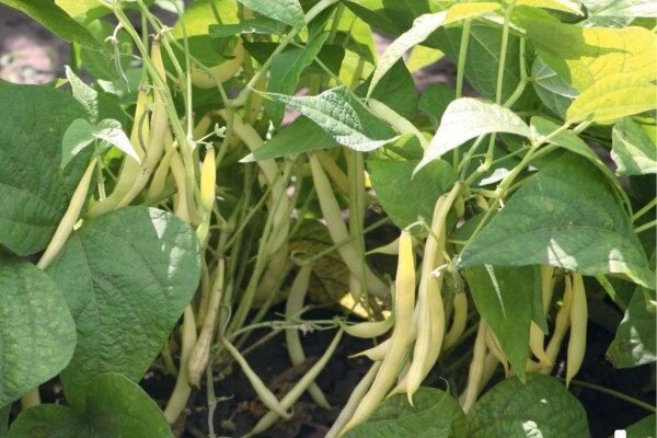 Skrivnosti gojenja fižola na vrtu, s katerimi lahko dobite dobro letino