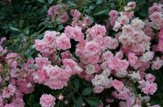 Groundcover vrtnice cvetijo na poganjkih različnih starosti