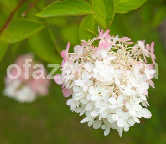 Hydrangea paniculata za vaš vrt: sajenje, obrezovanje, gnojenje