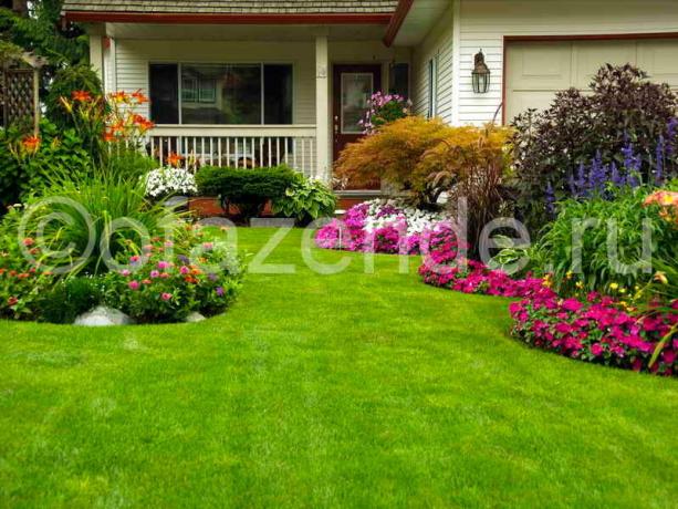 Blooming trato pred hišo z lastnimi rokami: Nasveti vrtnarji