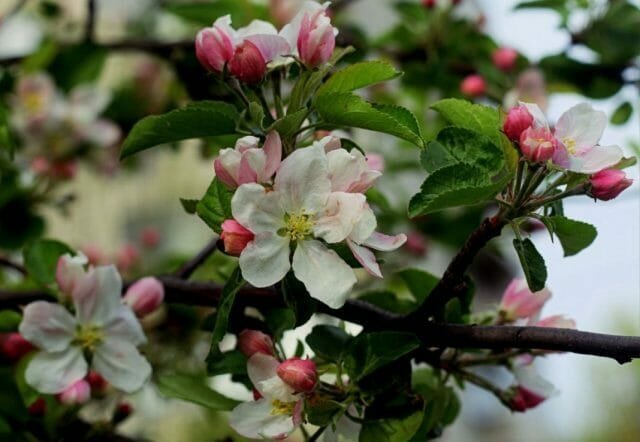 Jablana cvetovi
