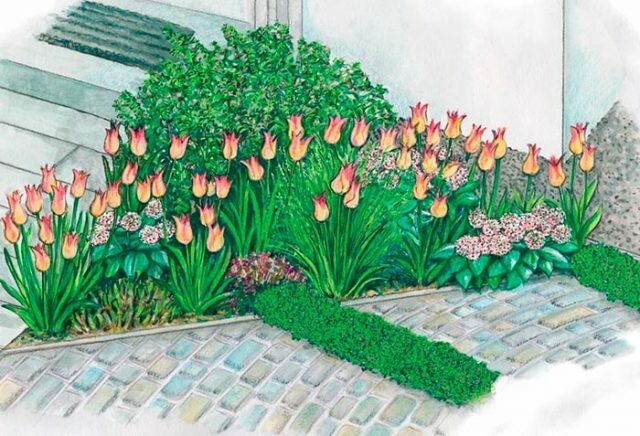 Kako lepa tulipani posadili na parceli + fotografij