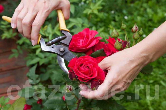 Obrezovanje vrtnic (Foto uporablja na podlagi standardne licence © ofazende.ru)