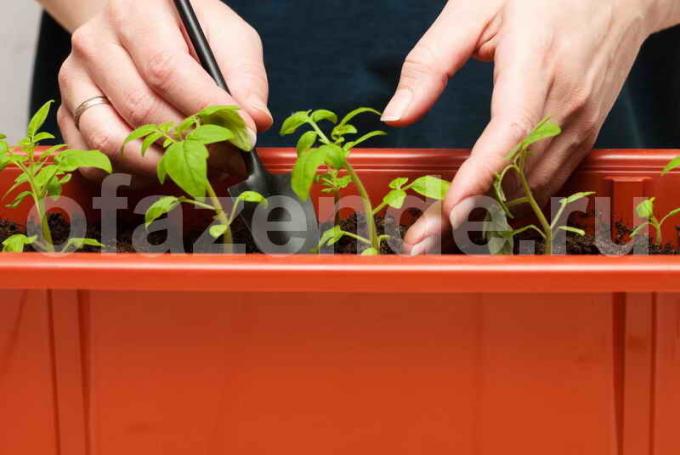 Tomato sadike. Ilustracija za članek se uporablja za standardno dovoljenje © ofazende.ru
