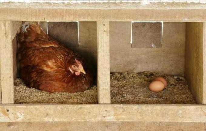 Lupine jajca doma več uporabne spojine