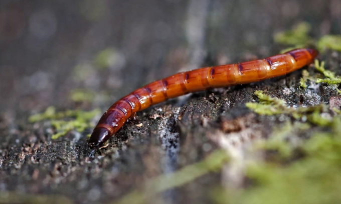 wireworms