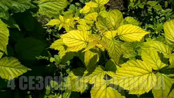 So vaši malina listi obrnil rumeno? Samo brez panike! Kako ozdraviti kloroze maline: poceni učinkovit način. Cena vprašanje - "Samouvjeren"