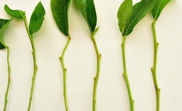 Osebne izkušnje: kako se širi rastline zelene potaknjenci trudnoukorenyaemye