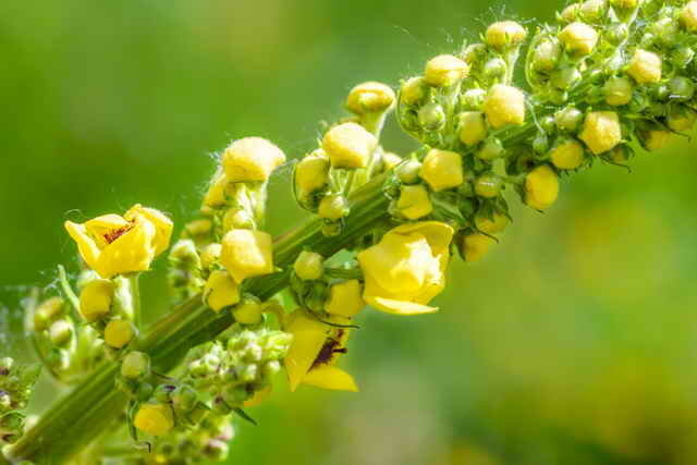 Semi-zimzelena trajnica z rumenimi cvetovi