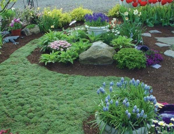 Preproga za groundcover rastline: cvetoče trate alternativni - Nasveti vrtnarji