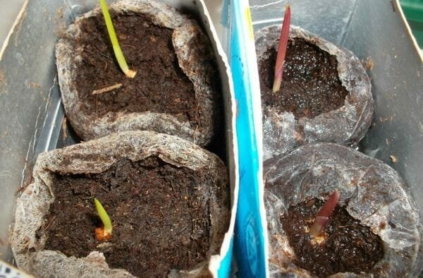 Babe gladiole lahko posajene v odprti zemlji na enem cvet posteljo ob istem času kot večjih žarnice. To je dovoljeno, da jih raste v lončkih, napolnjenih s peskom, humusa tla in trate.