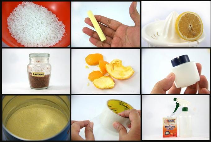 Na fotografiji: sol, kreda, limona, poper, pomarančne lupine, vazelin, kisova voda, škotski trak, soda - improvizirana zdravila za mravlje.