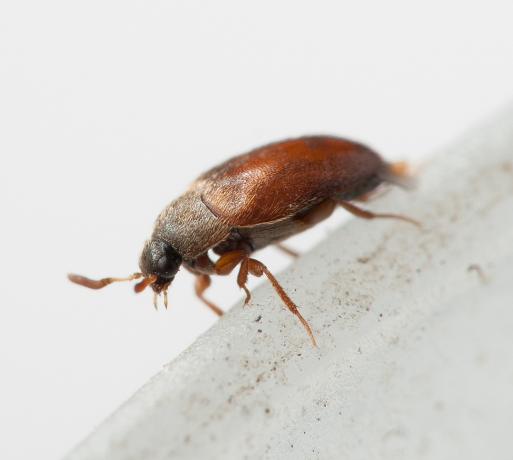 Bugs v kuhinji: kako se znebiti rjavih, letečih, majhnih žuželk v kuhinjski omari z lastnimi rokami, odganjanje škodljivcev, navodila, foto in video vadnice