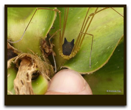 V gozdu našli čudno žuželko kot pajek s psom glavo. Kako nevarno je to za človeka. Live Video + Foto