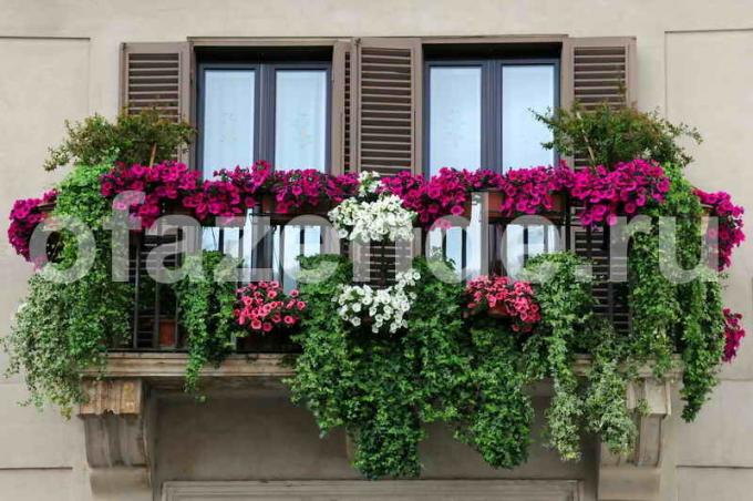 Cvetlični vrt na balkonu. Ilustracija za članek se uporablja za standardno dovoljenje © ofazende.ru