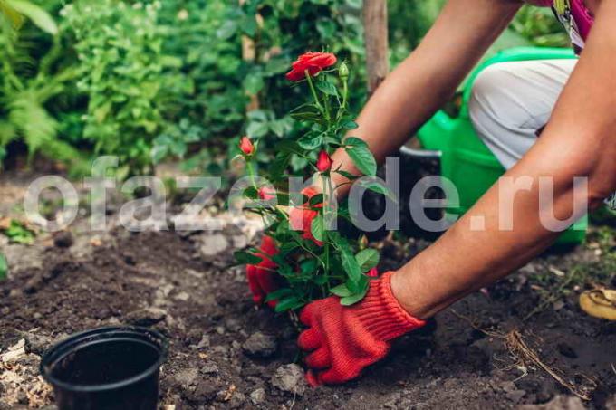 Presaditev vrtnice. Ilustracija za članek se uporablja za standardno dovoljenje © ofazende.ru