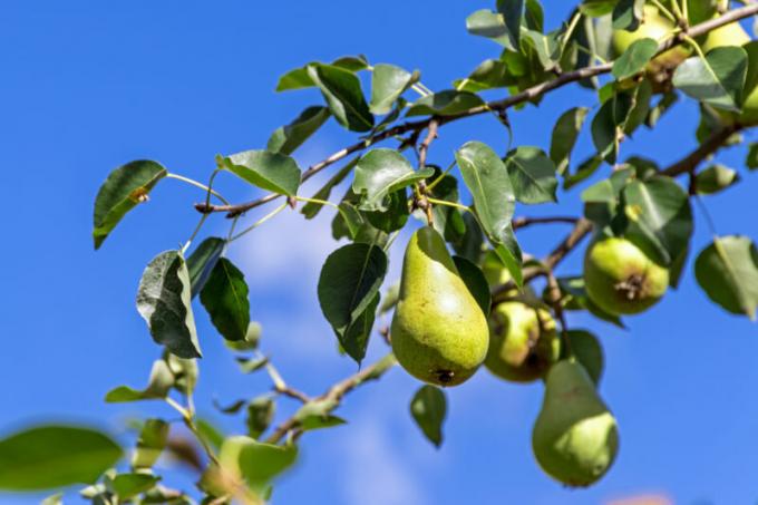 Zakaj odpadejo jajčnikov in plod jabolka, slive, češnje in drugih dreves