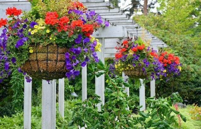 Garden viseče košare: Nasveti vrtnarji