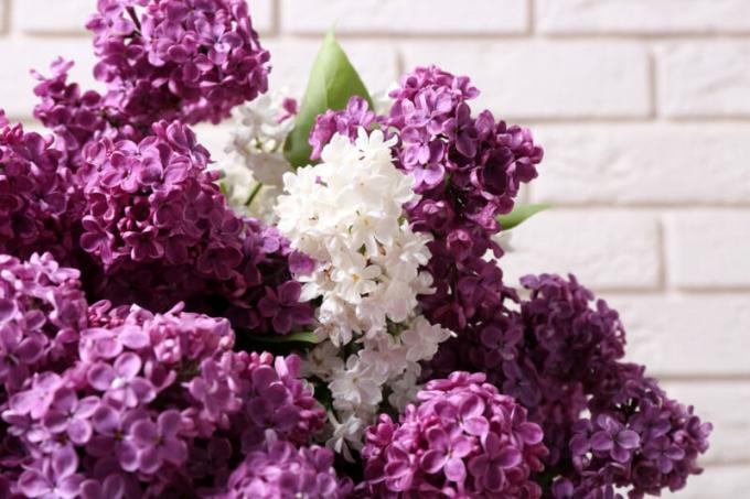 Različne sorte lila - dekoracija vsakem vrtu. Ilustracija za članek se uporablja za standardno dovoljenje © ofazende.ru