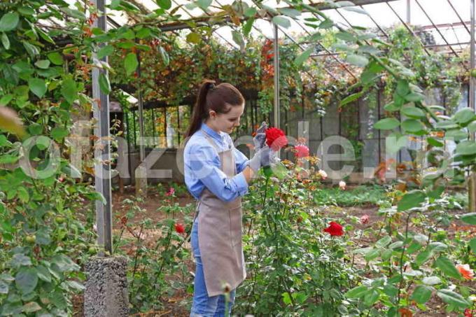 Gojenje vrtnic. Ilustracija za članek se uporablja za standardno dovoljenje © ofazende.ru