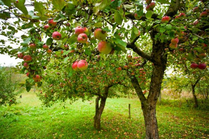 Mnogi vrtnarji se soočajo s tako težavo, ko so jabolka gnilobe na jabolko. Ilustracija za članek se uporablja za standardno dovoljenje © ofazende.ru