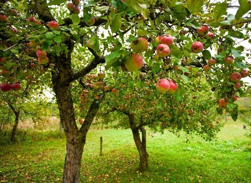 Kako rastejo jablane vrt