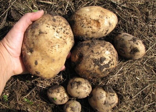 Kot sem že raste krompir na njegovem zemljišču, in vedno dobili dober pridelek
