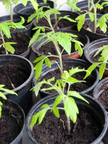 Rumene listi paradižnika v rastlinjakih in na prostem: kaj storiti?