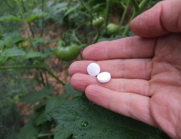 Kako povečati produktivnost in zdravljenje rastlin pred pepelovko uporabo aspirina