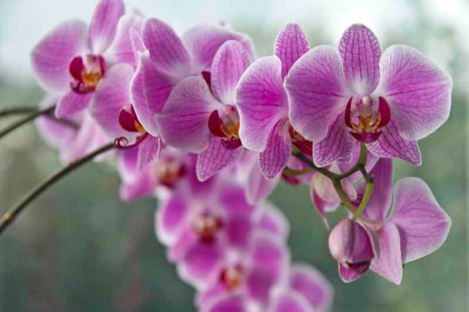 Cvetoče orhideje. Ilustracija za članek se uporablja za standardno dovoljenje © ofazende.ru