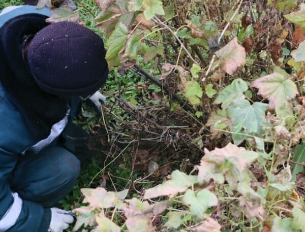 Izvajajo obrezovanje ribez mora biti vsako leto, vedno spomladi in jeseni