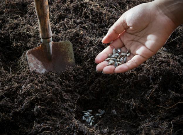 Tla in semena pripravljena za sajenje. Ilustracija za članek se uporablja za standardno dovoljenje © ofazende.ru