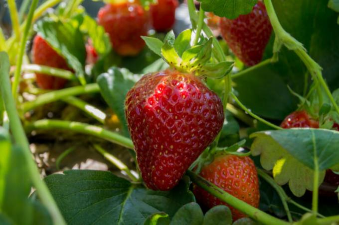 Za Strawberry dobrega sadja in zadovoljni lastniki bogate letine več kot eno leto, morate vedeti, kako in kaj, da ga pravilno gnojiti. Ilustracija za članek se uporablja za standardno dovoljenje © ofazende.com
