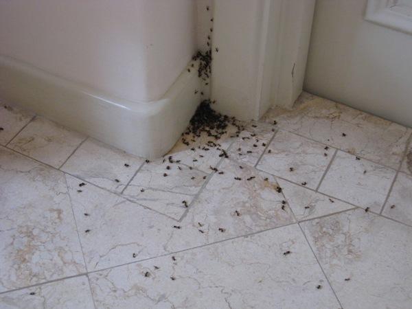 Pomaga, da se mravlje znebite s hkratno uporabo različnih izdelkov.