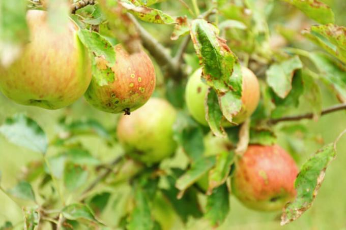 Pogosto so lastniki mest sooča z dejstvom, da so jabolka in hruške zavite listi. Ilustracija za članek se uporablja za standardno dovoljenje © ofazende.ru
