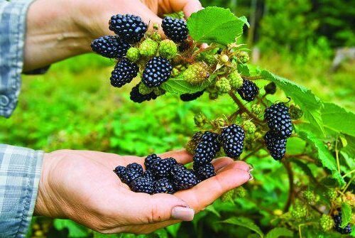 Kako rastlin in skrb za vrt blackberry