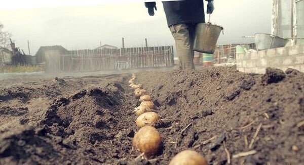 Nenavaden način sajenja krompirja, s katerim boste lahko dobili dober pridelek