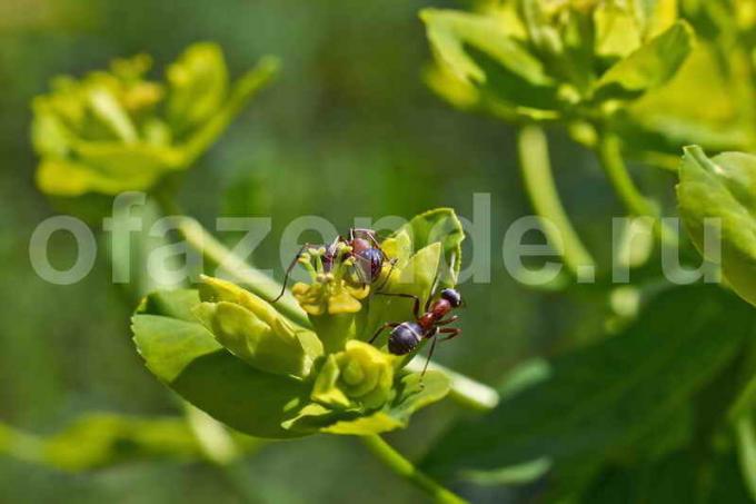 Garden Mravlje: Kaj koristi in škodo?
