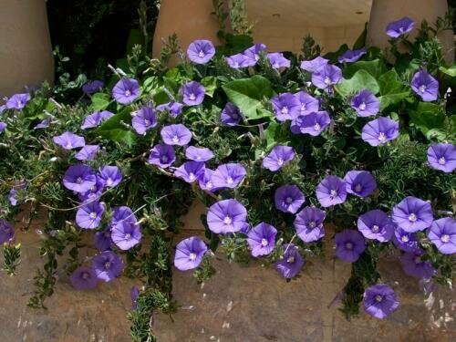 Cvetovi so temno vijolične barve. Ilustracija za ta članek je vzeta iz interneta