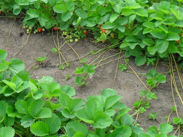 Kako rastejo jagode iz semena uspešno in brez problemov, in ali bo to sploh