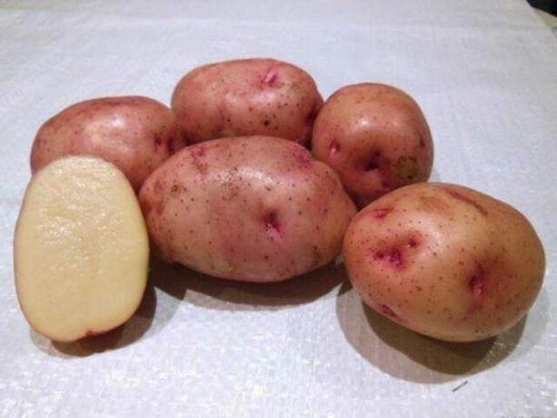 7 najboljših sort krompirja