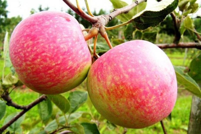 Pripravite jabolko na naslednjo sezono. Kako povečati prihodnje letine za 1,5-krat