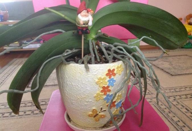 Korenine orhidej prišel iz lonca: kaj storiti