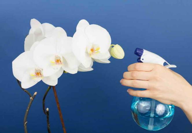 Zalivanje orhideje. Ilustracija za članek se uporablja za standardno dovoljenje © ofazende.ru