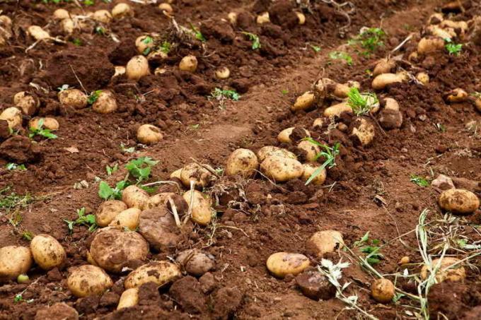Kako zaščititi krompir z degeneracijo