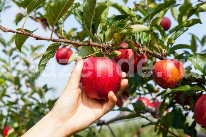 Jablane na vrtu. Ilustracija za članek se uporablja za standardno dovoljenje © ofazende.ru