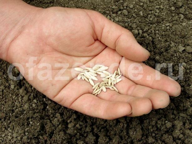 Setev semena kumar julija. Ilustracija za članek se uporablja za standardno dovoljenje © ofazende.ru