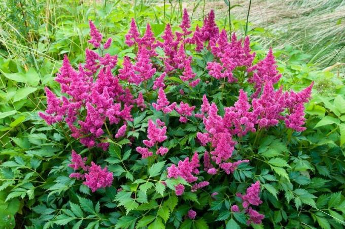 Astilbe. Ilustracija za članek se uporablja za standardno dovoljenje © ofazende.ru