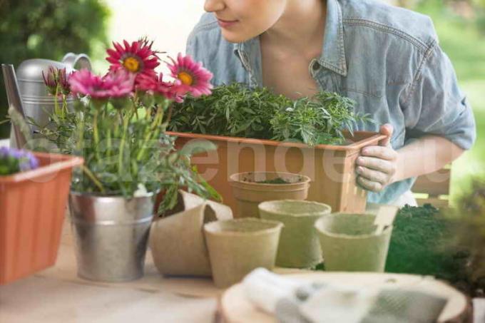 Gojenje sobne rastline. Ilustracija za članek se uporablja za standardno dovoljenje © ofazende.ru